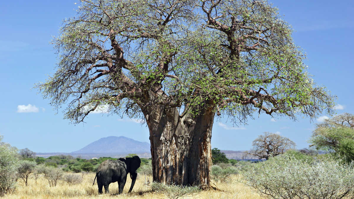 Elefanti e Baobab, la convivenza tra due giganti della savana