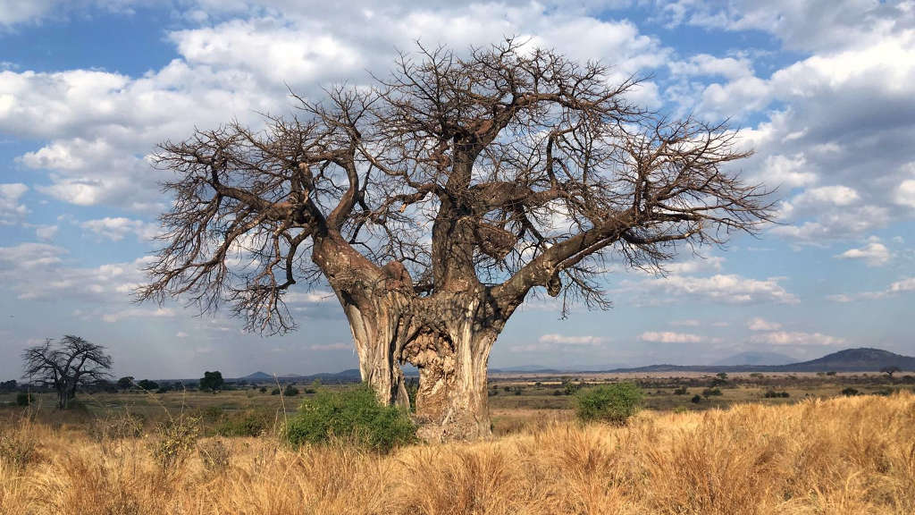 Baobab nella savana durante la stagione secca