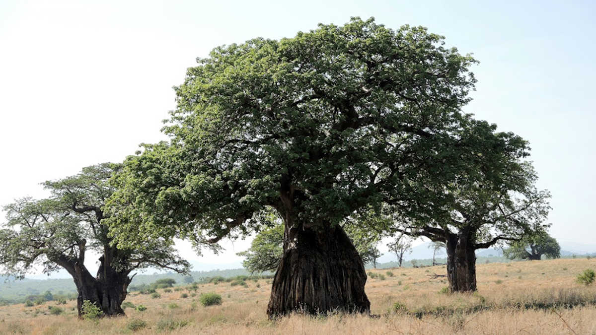 Baobab nella savana durante la stagione secca