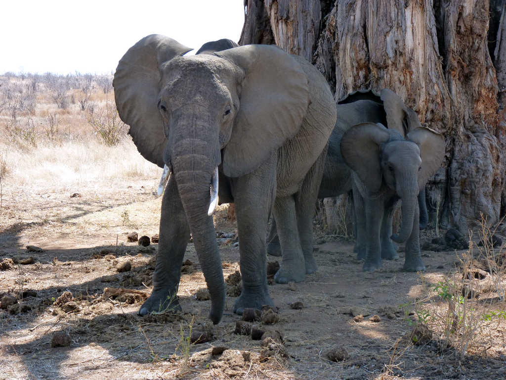 Elefanti nella savana