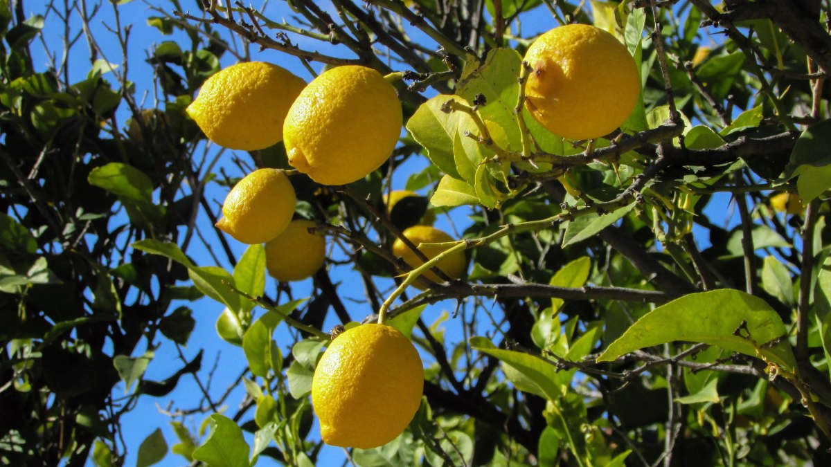 La guida definitiva per coltivare limoni in tazza in 10 passi