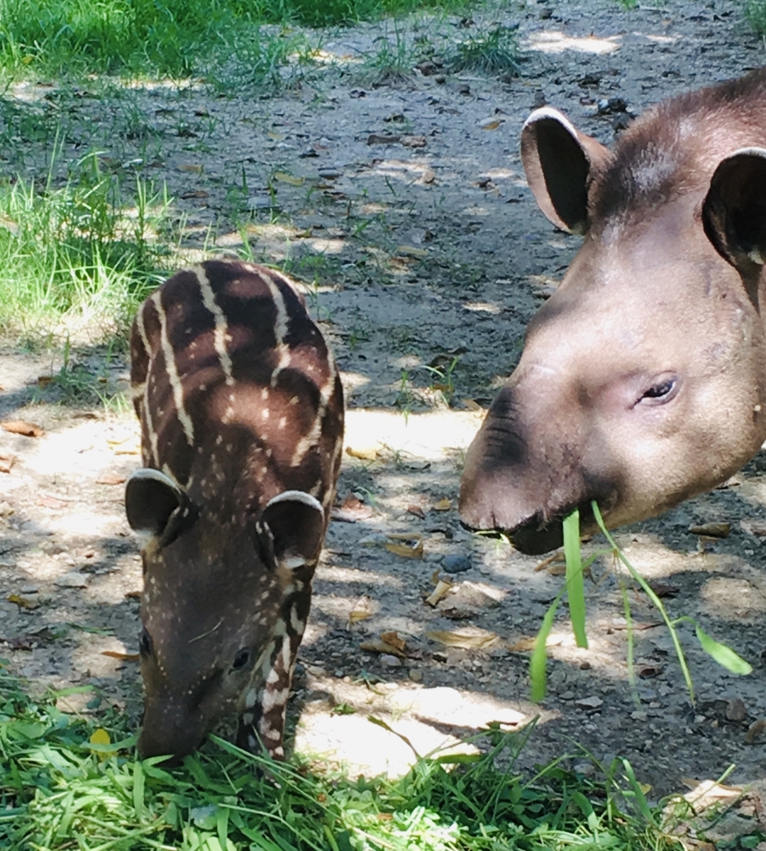 Cucciolo di tapiro al Parco Natura Viva