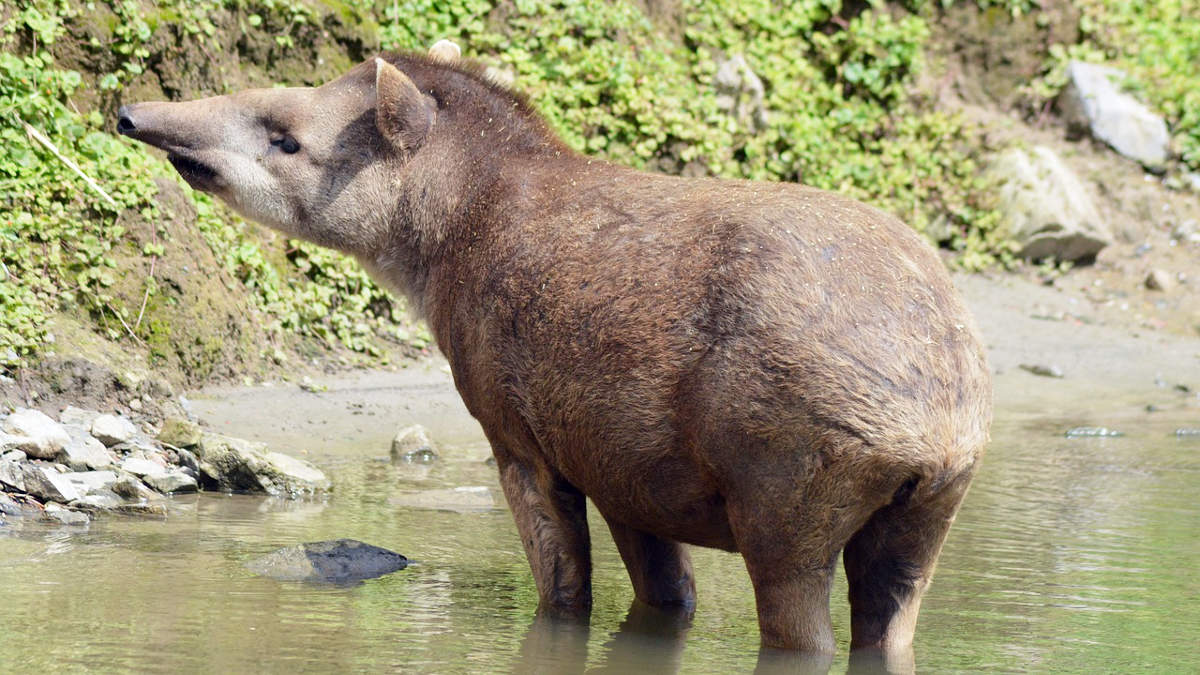 Il tapiro di “Striscia” esiste davvero…ma non è d’oro!