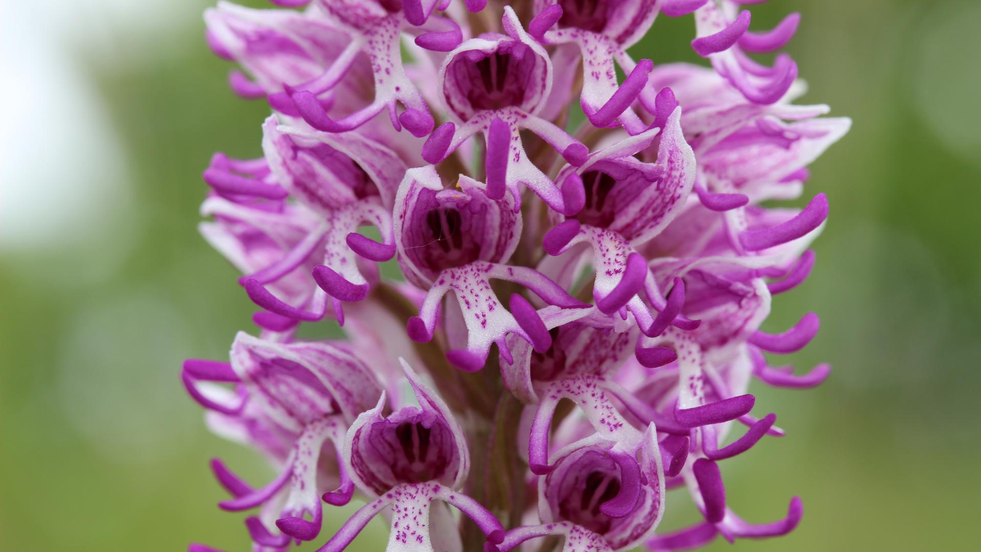 Photo tour orchidee spontanee - Escursione guidata sui Colli Vicentini