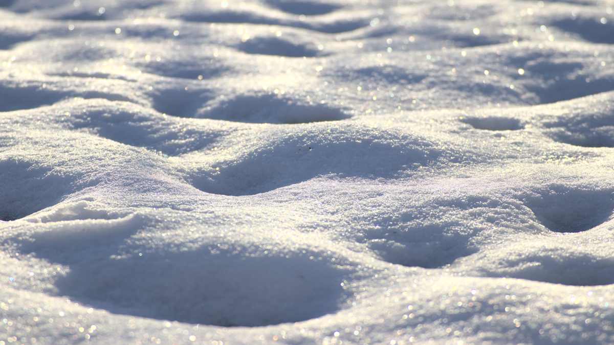 Snow tracking sul Monte Cimone - Altopiano di Tonezza