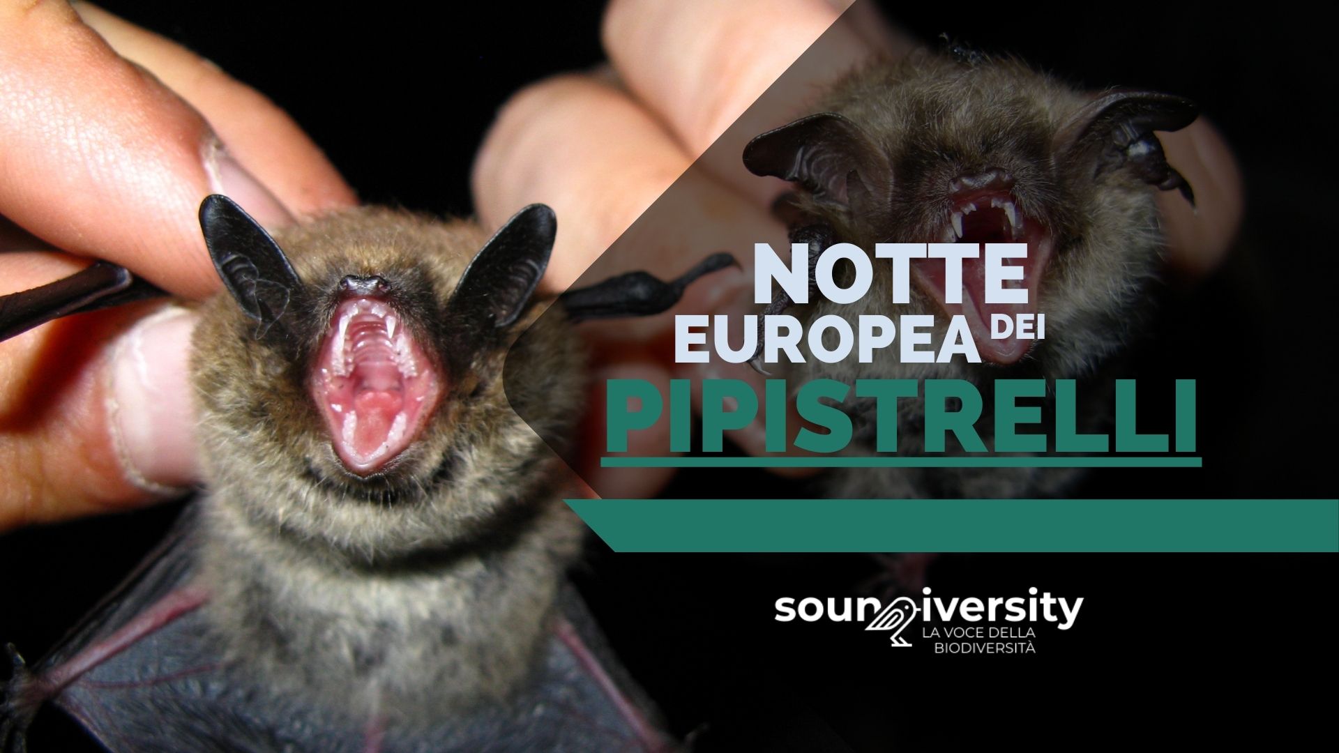 Soundiversity: European bat night - Buso della Rana (VI)