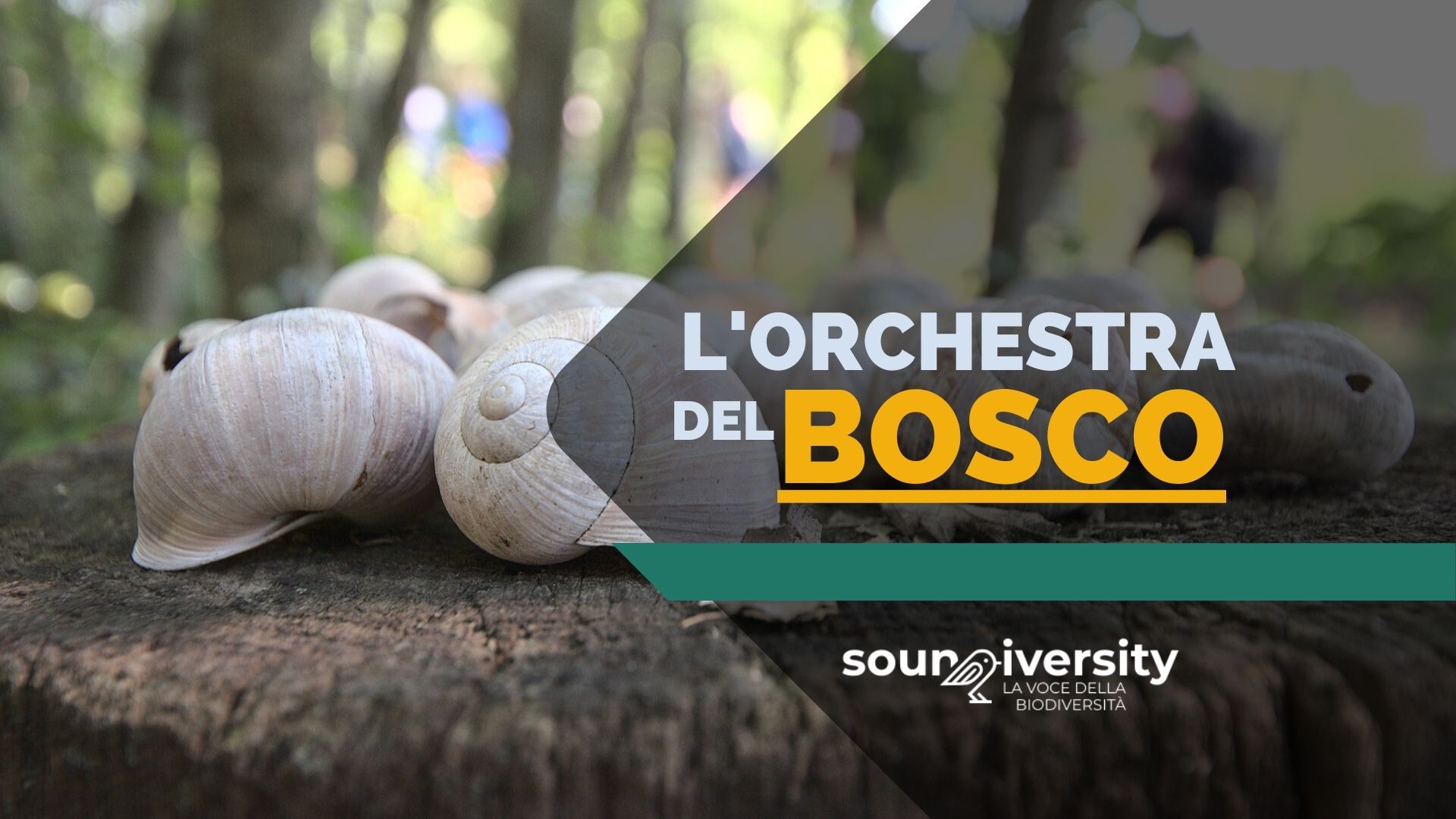 Soundiversity: L'orchestra del bosco - Parco Ottocento (VR)