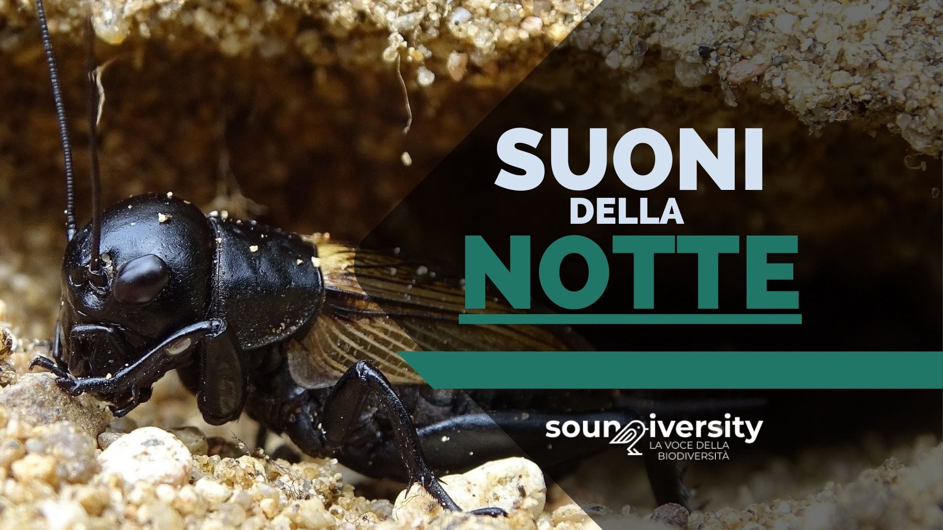 Soundiversity: Suoni della notte - Parco Adige Sud (VR)