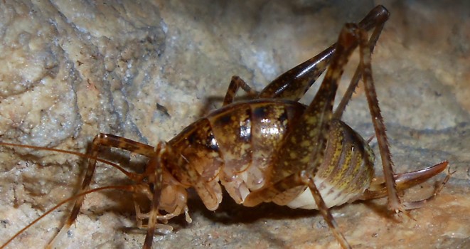 Animali troglofili dei Lessini: un progetto di ricerca nel parco Naturale Regionale della Lessinia