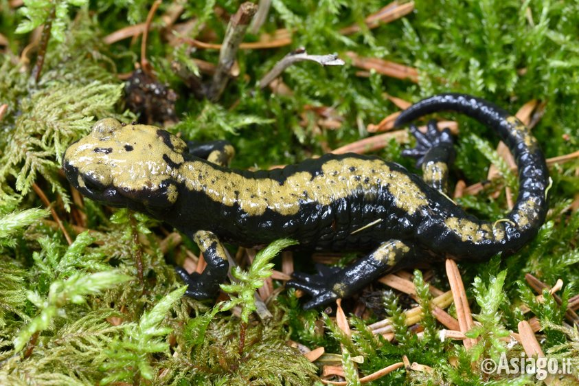 Escursione alla scoperta della Salamandra Pezzata – Tesori del Veneto