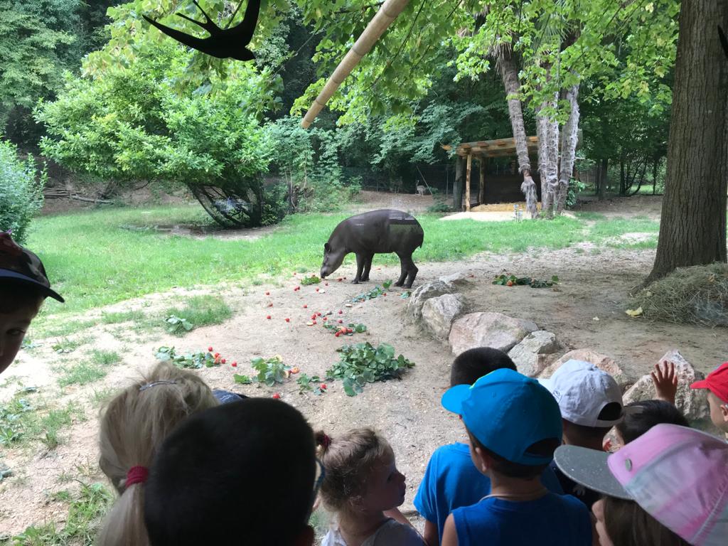 Scolaresca che osserva un tapiro durante una visita al Parco Natura Viva