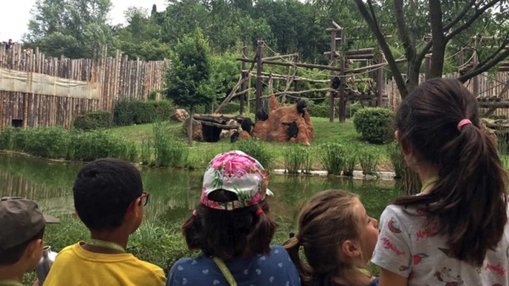 Bambini che osservano gli scimpanzé al Parco Natura Viva di Bussolengo