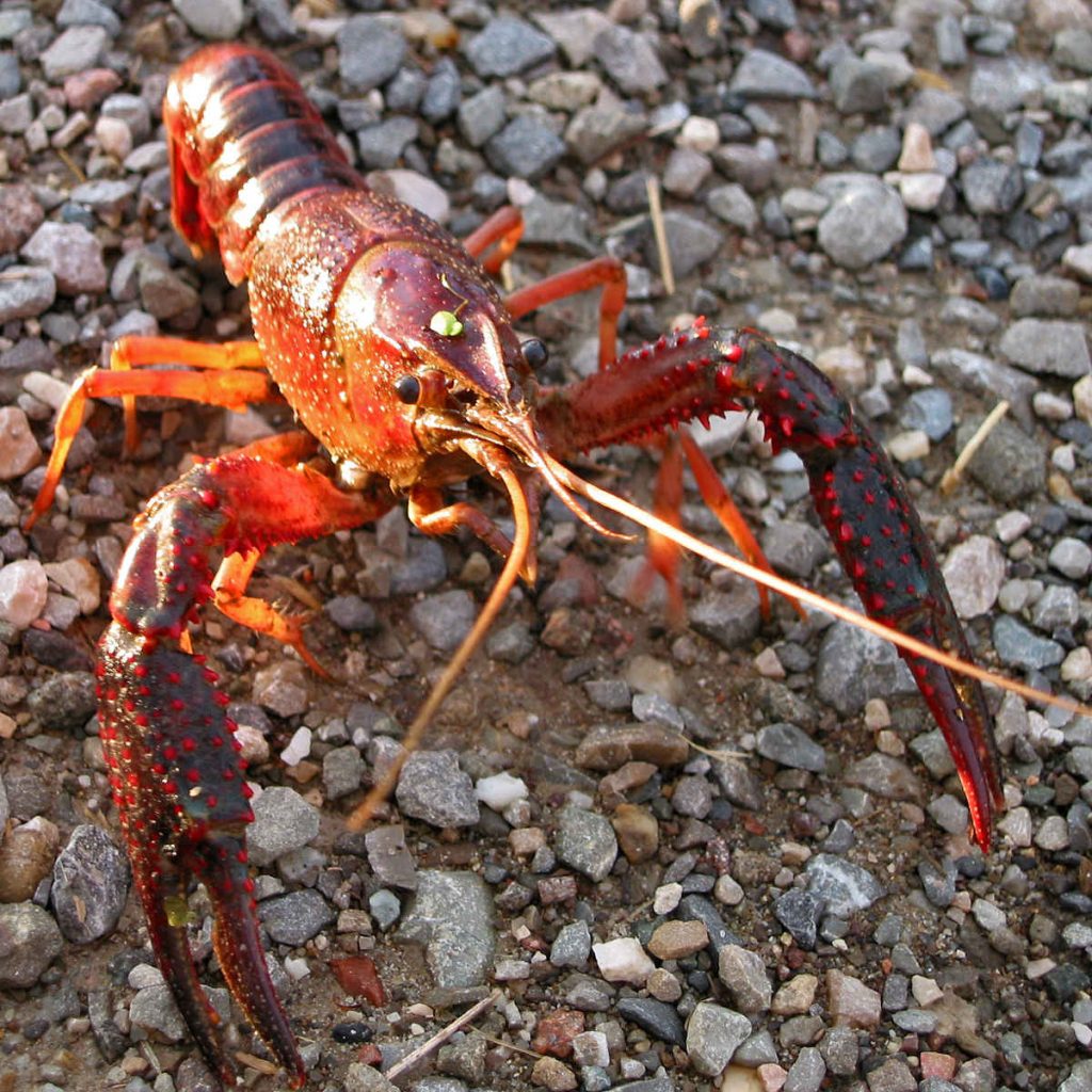 Specie alloctona gambero rosso della Louisiana